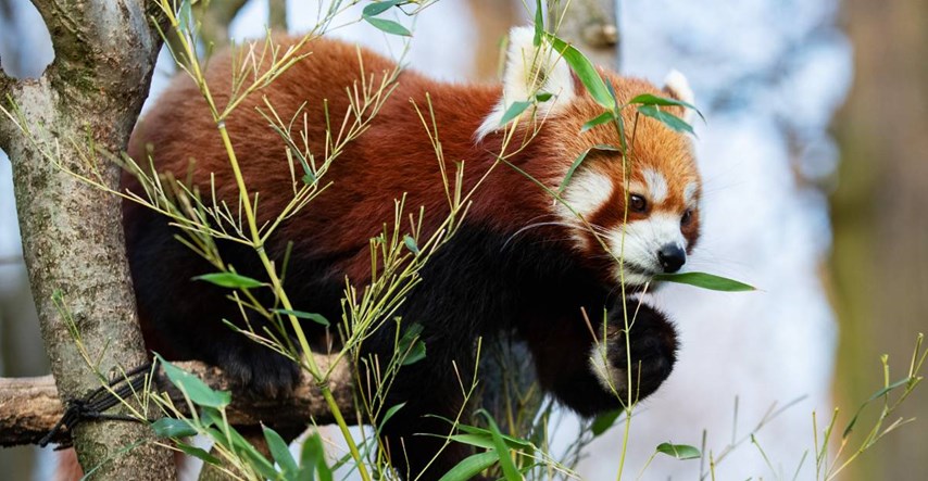 Rijetki crveni panda pobjegao iz zoološkog vrta u Belfastu